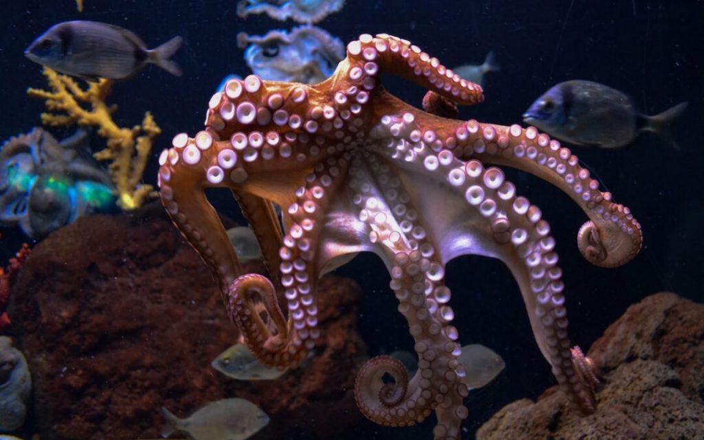 If I were an octopus