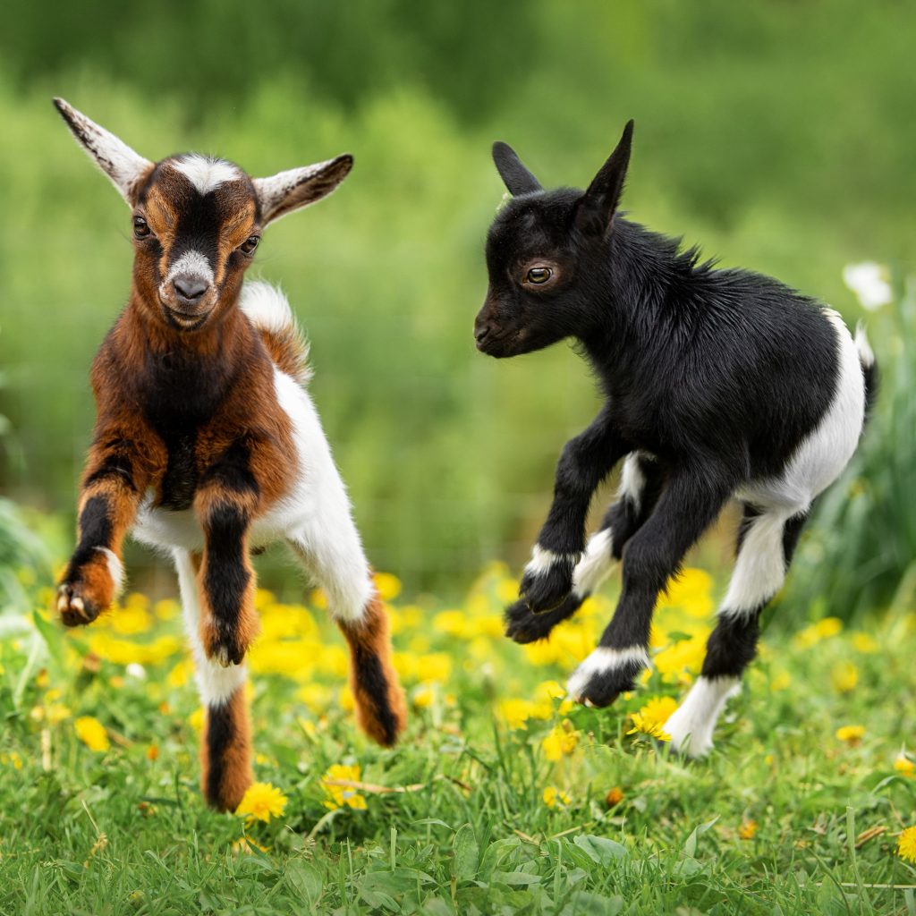 Baby goats! No kidding